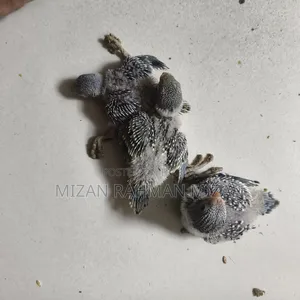 Budgerigar master pair for sale with 3 chicks