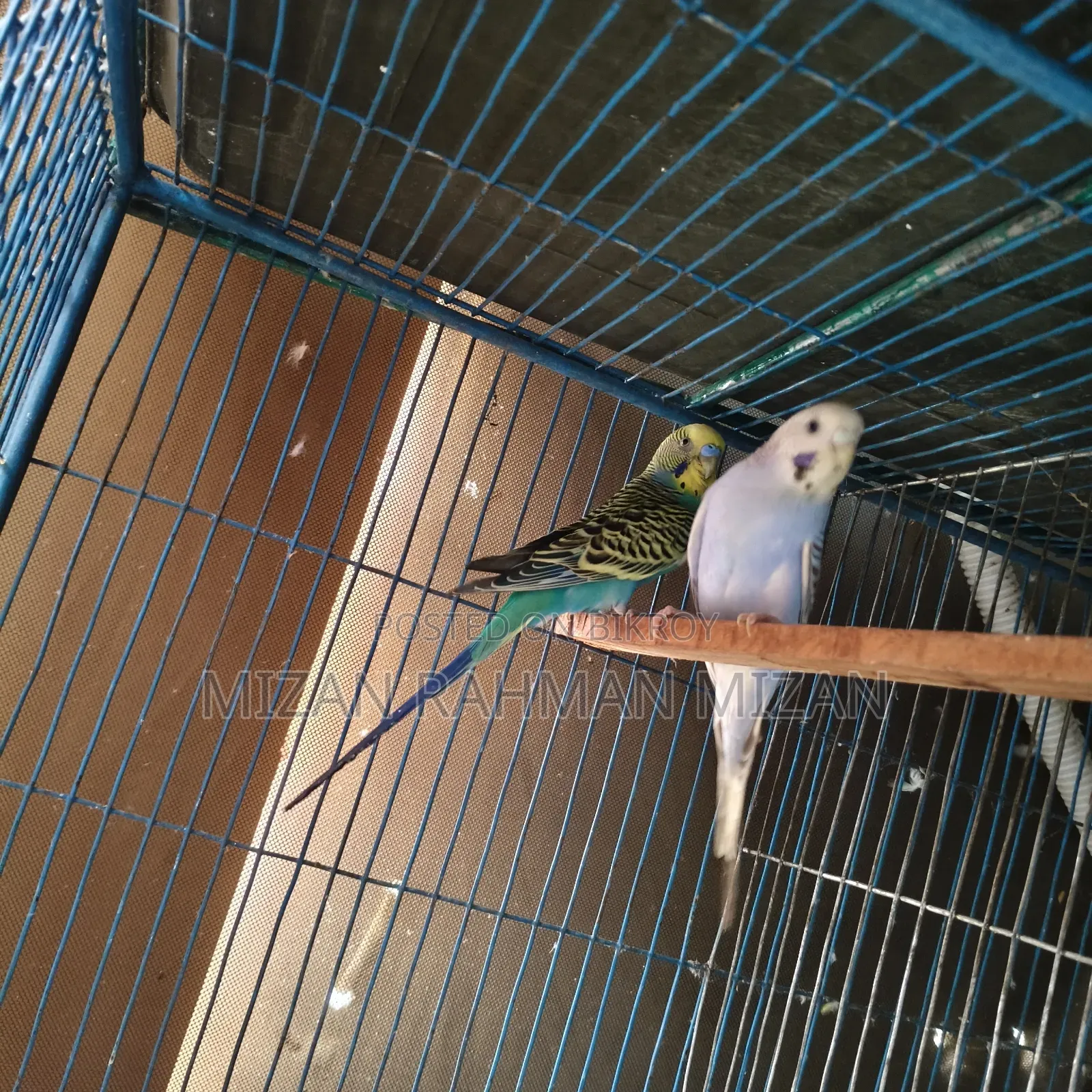 Budgerigar master pair for sale with 3 chicks