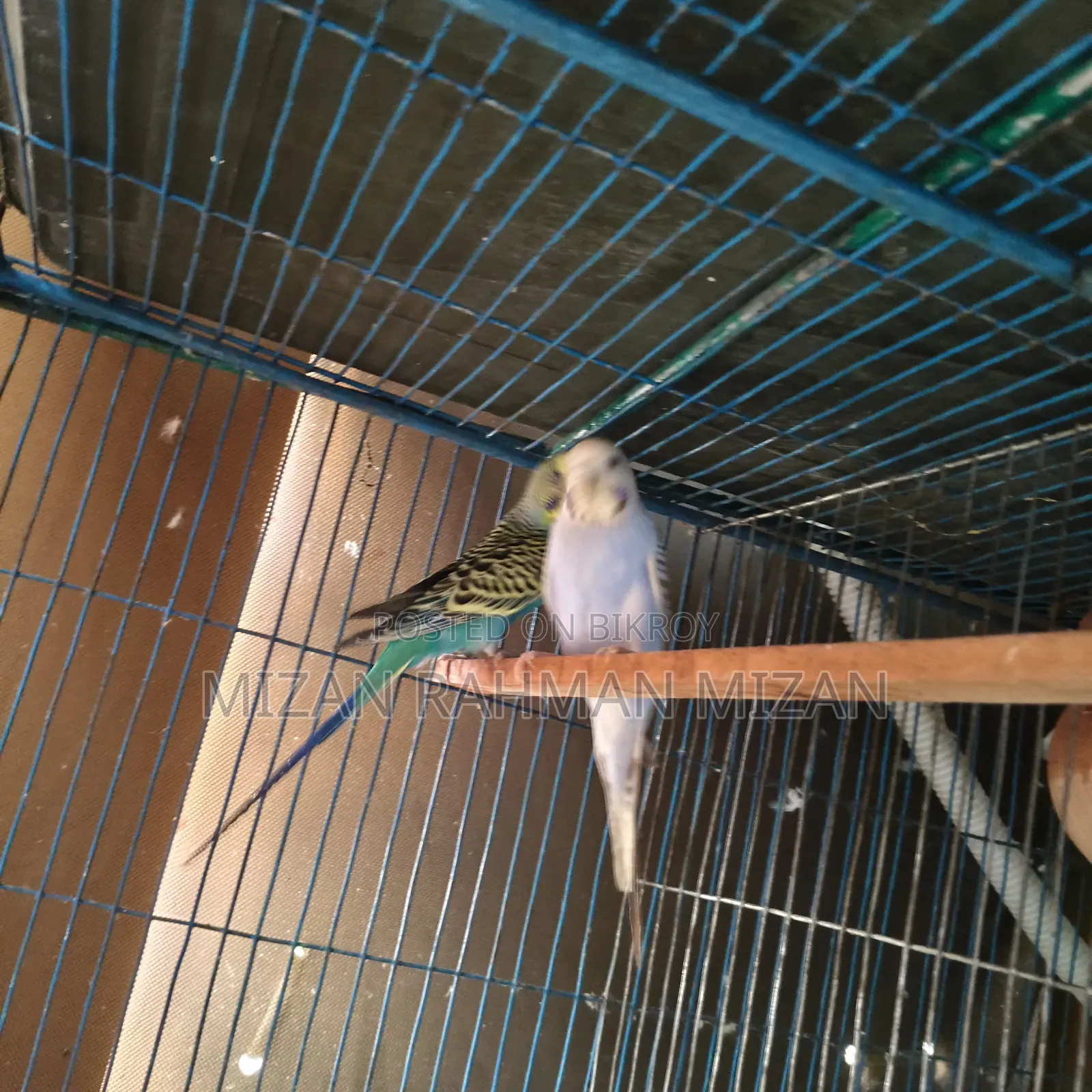 Budgerigar master pair for sale with 3 chicks