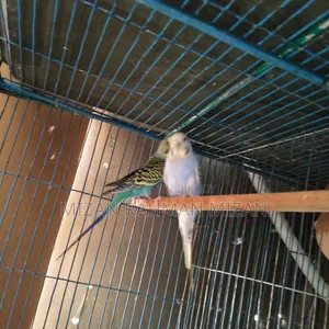 Budgerigar master pair for sale with 3 chicks