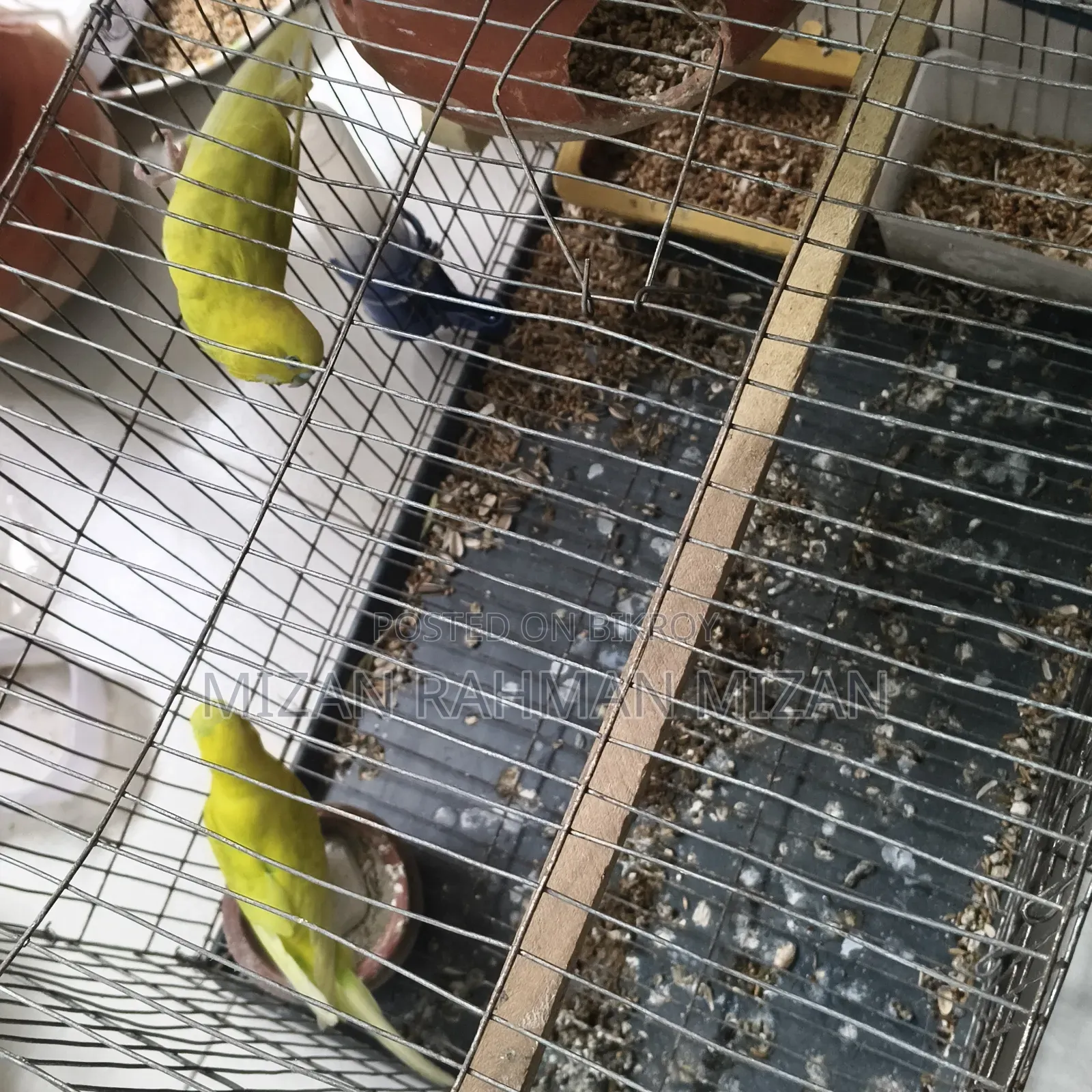 Budgerigar Master Pair with 4 chicks