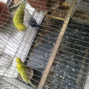 Budgerigar Master Pair with 4 chicks