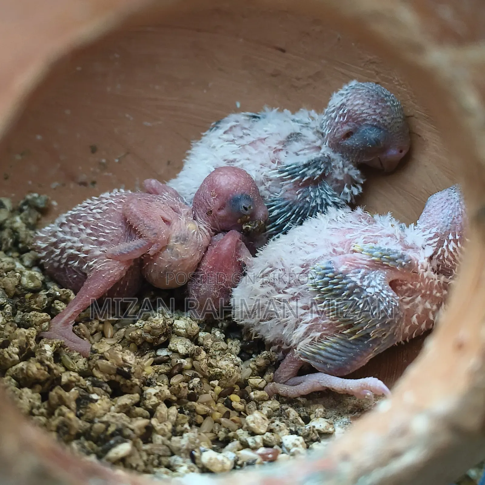 Budgerigar Master Pair with 4 chicks