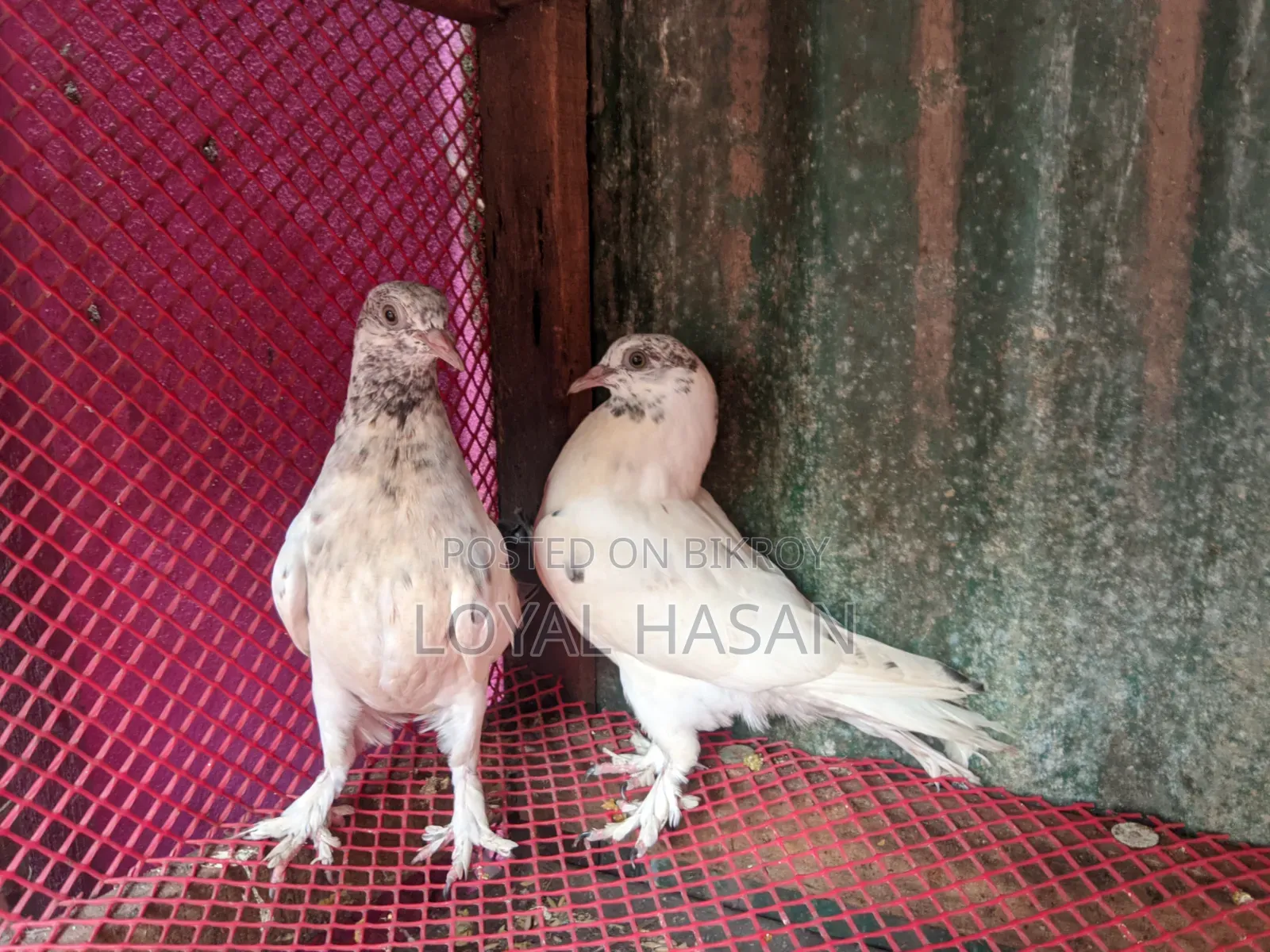 Two Pigeons for Sale