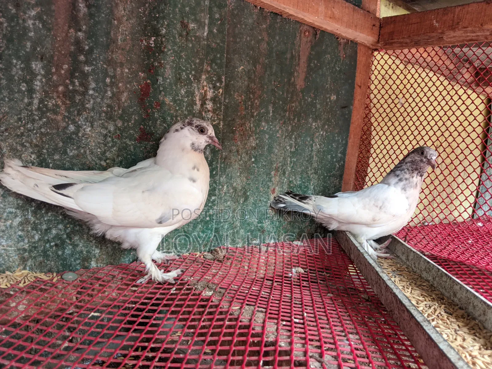 Two Pigeons for Sale