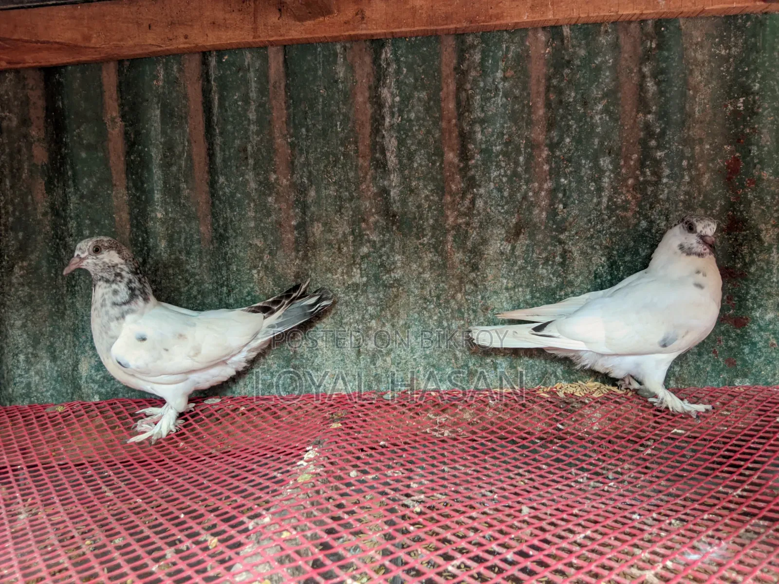 Two Pigeons for Sale