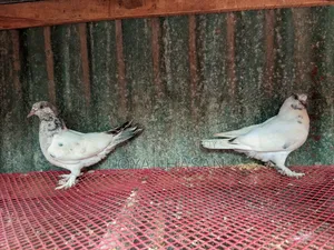 Two Pigeons for Sale