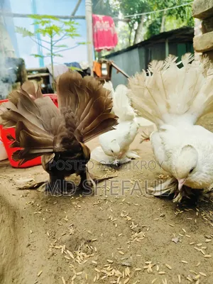 Lakha Pigeon