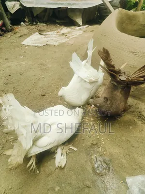 Lakha Pigeon