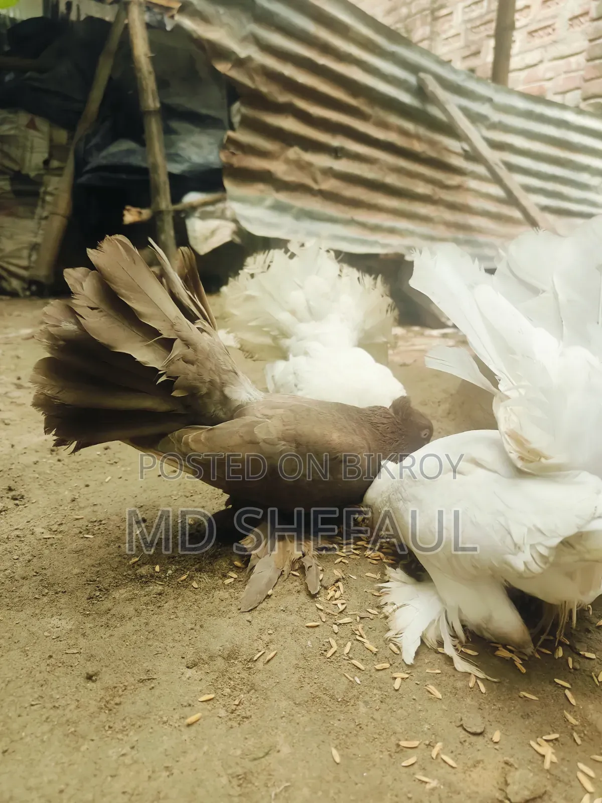 Lakha Pigeon