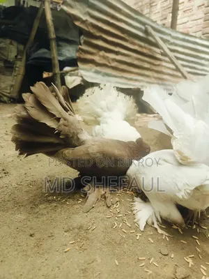Lakha Pigeon