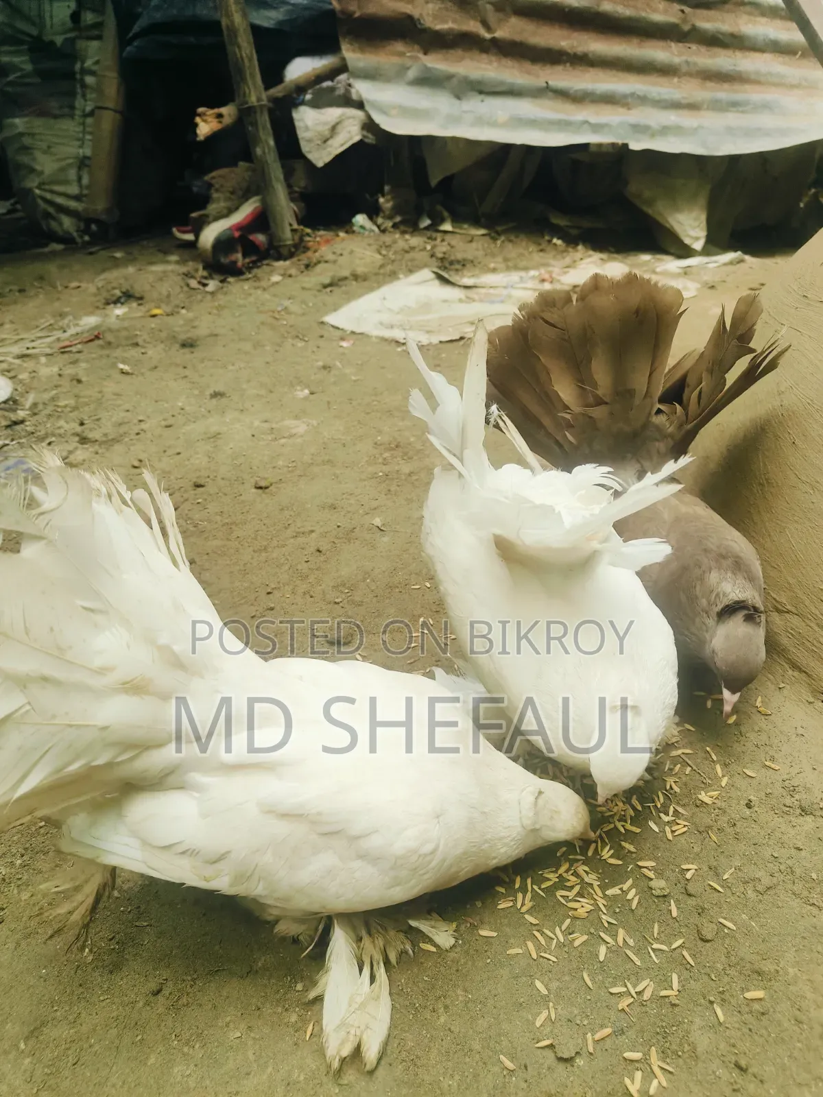 Lakha Pigeon