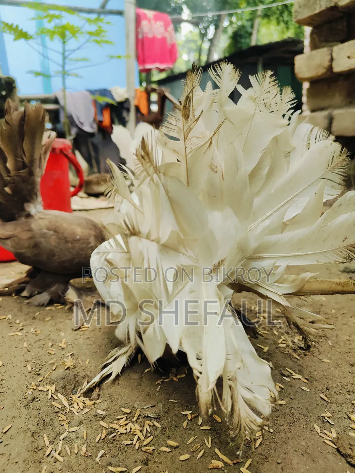 Lakha Pigeon