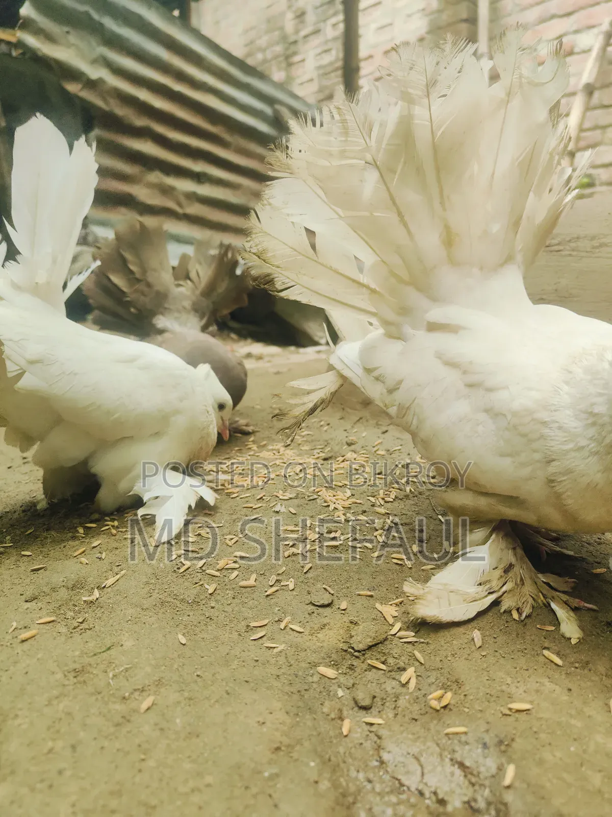 Lakha Pigeon