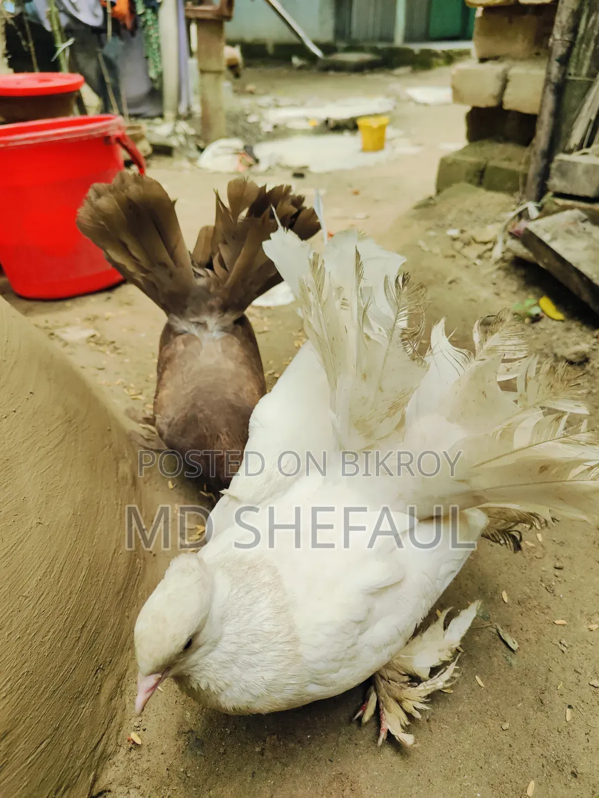 Lakha Pigeon