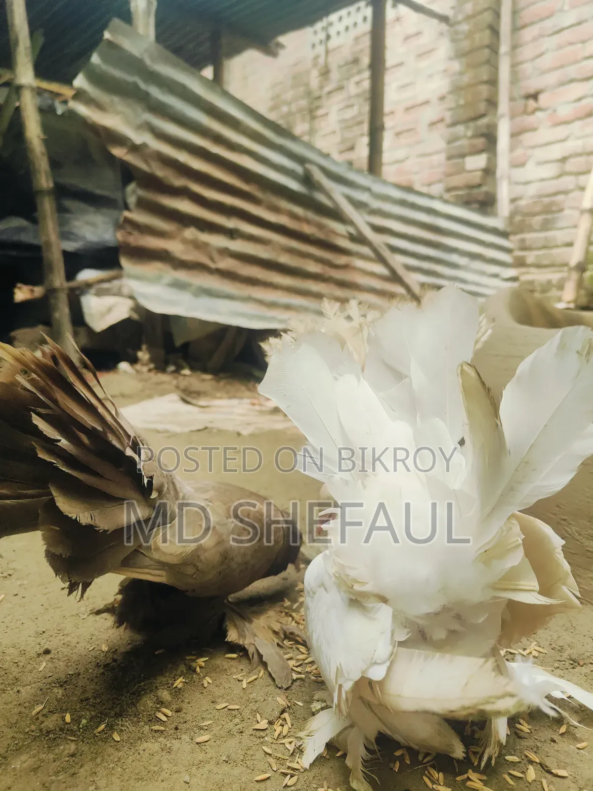 Lakha Pigeon