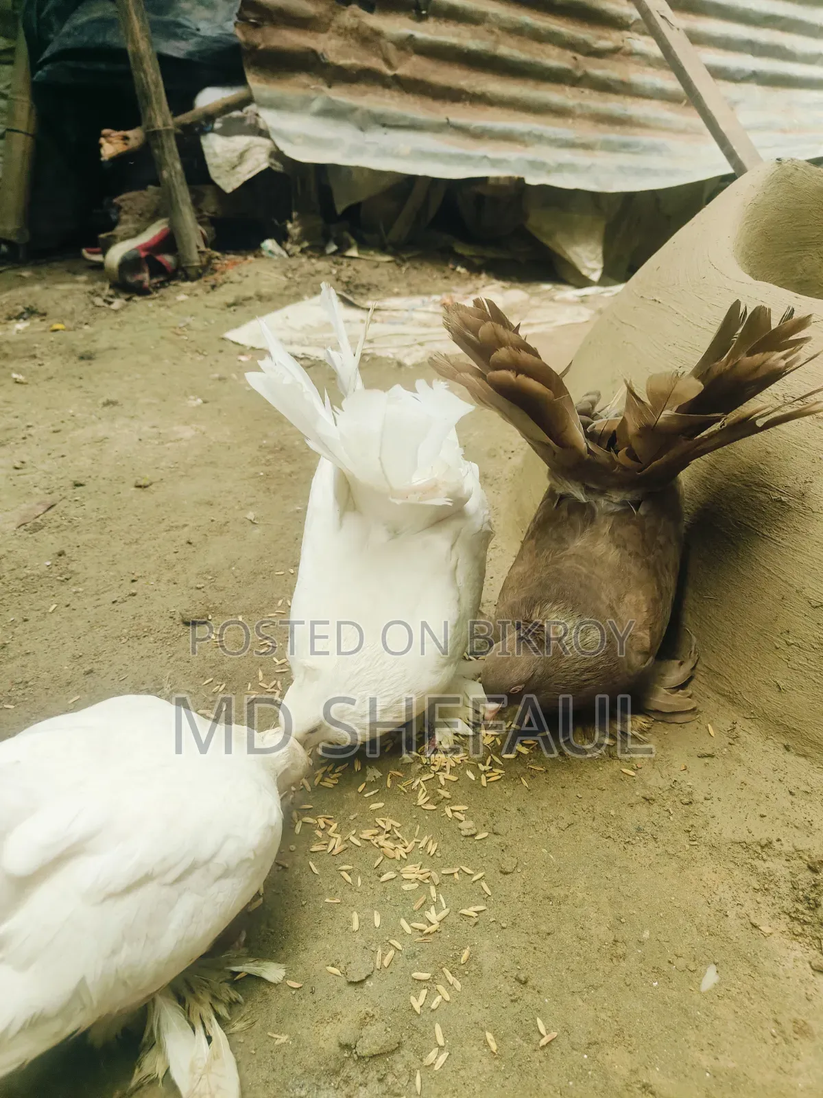 Lakha Pigeon