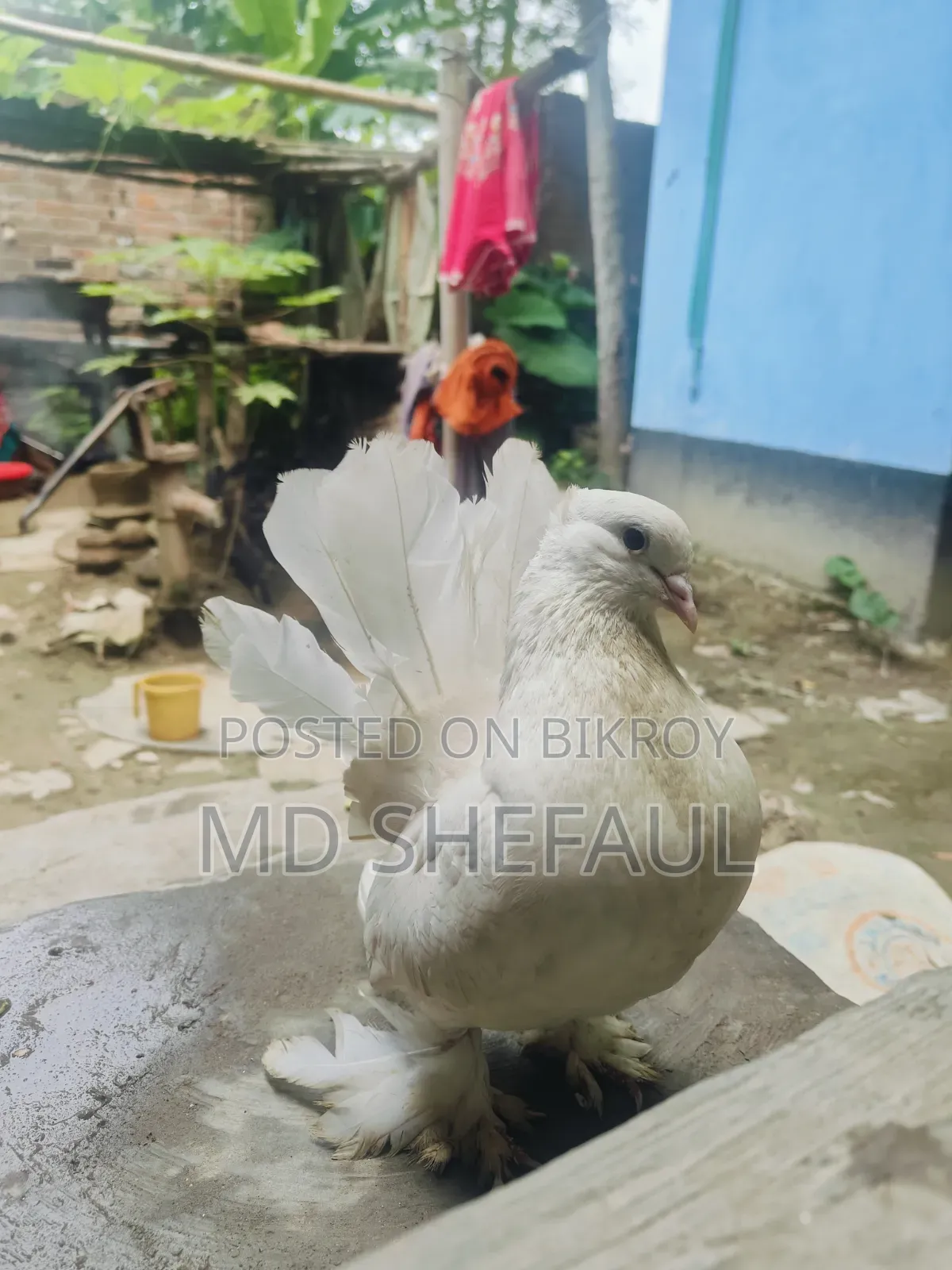 Lakha Pigeon