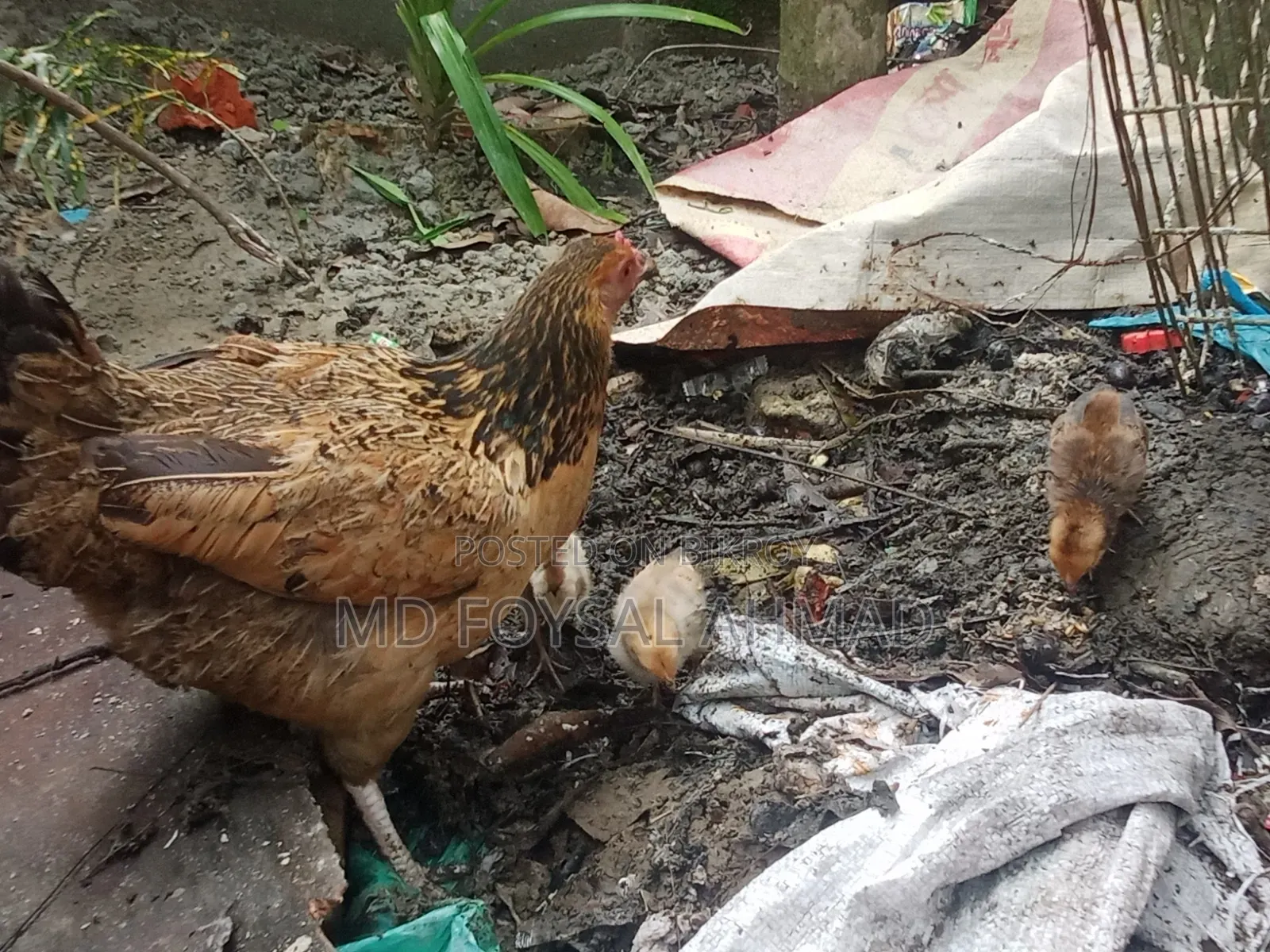 Deshi chicken with 3 chicks