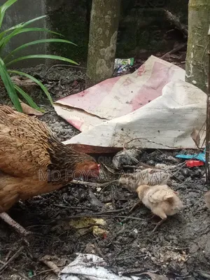 Deshi chicken with 3 chicks