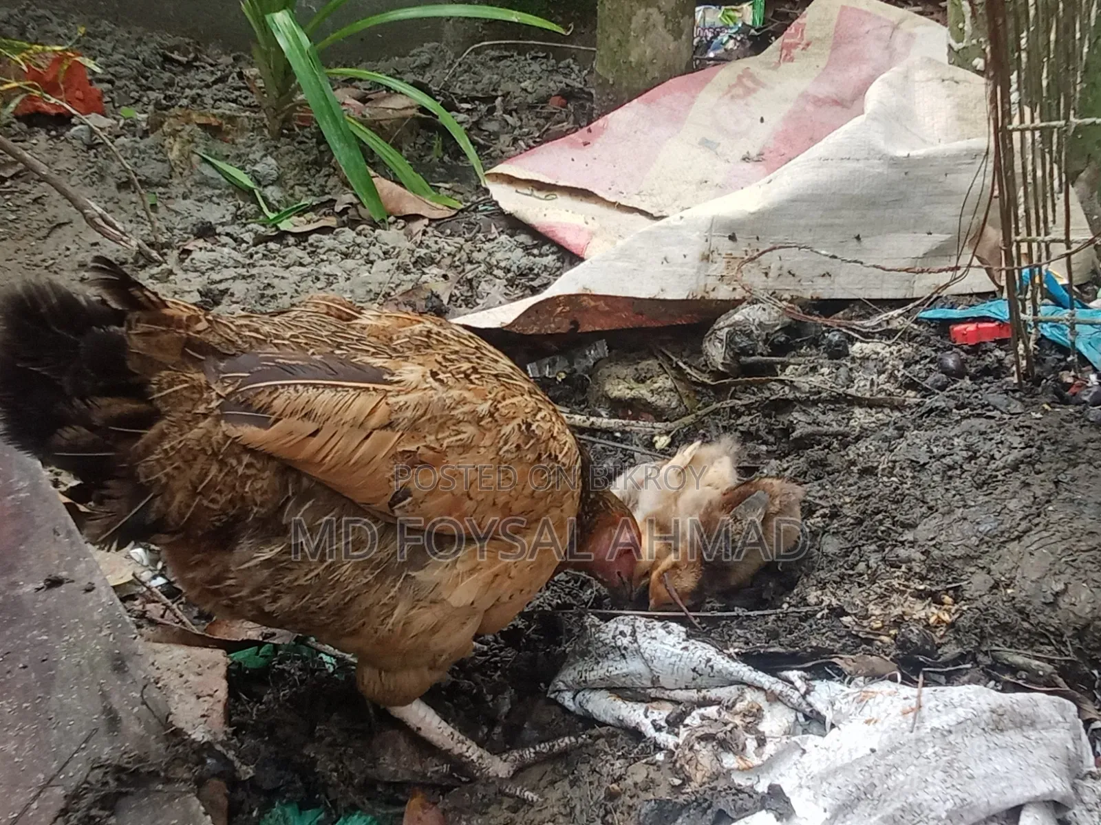 Deshi chicken with 3 chicks