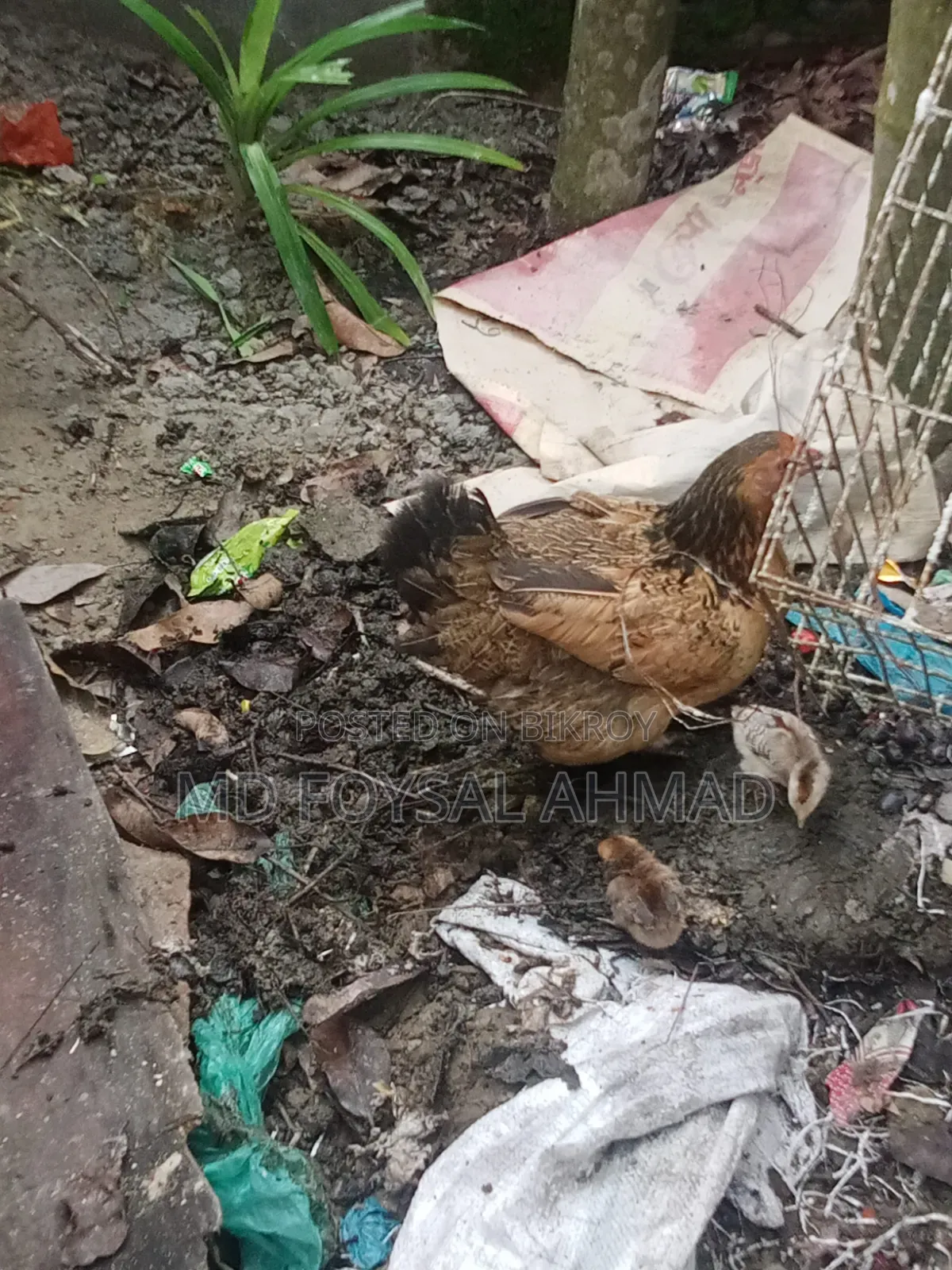 Deshi chicken with 3 chicks