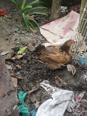 Deshi chicken with 3 chicks