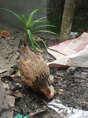 Deshi chicken with 3 chicks