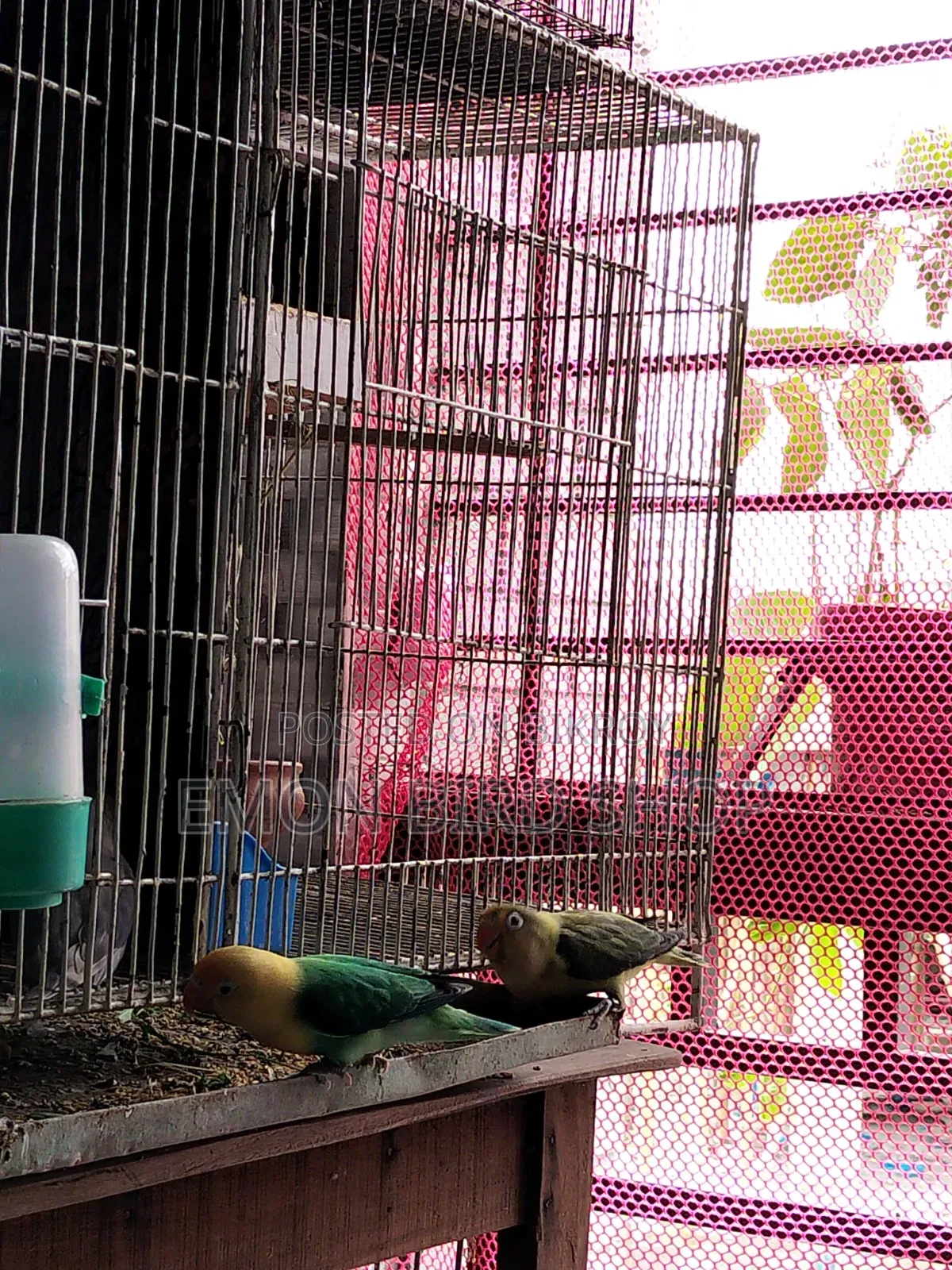 Lovebird Pair
