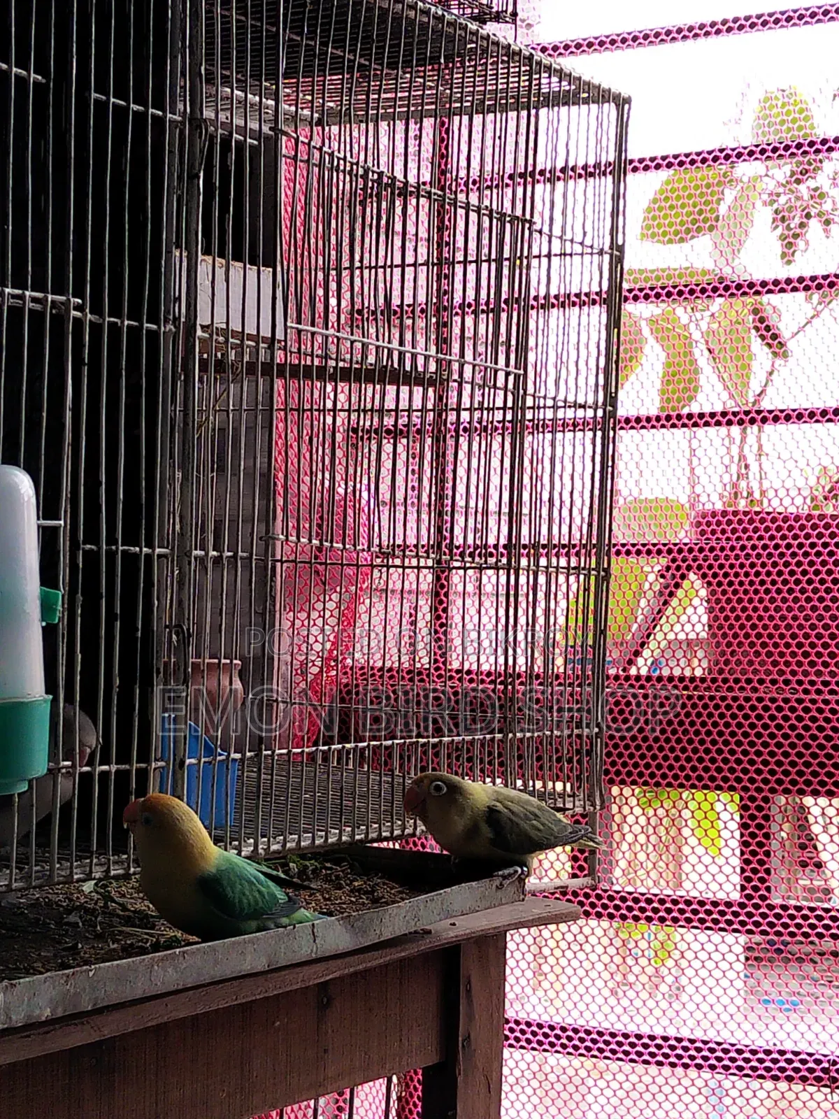 Lovebird Pair