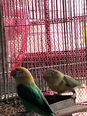 Lovebird Pair