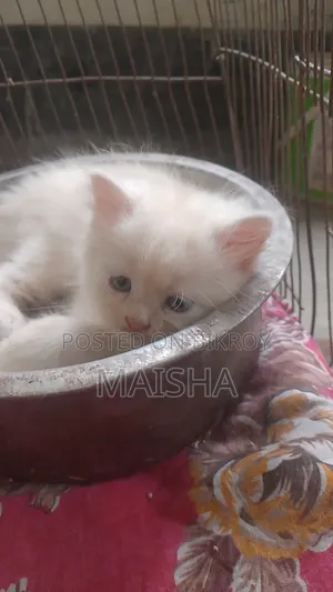 1-3 Months Female Purebred Persian Cat