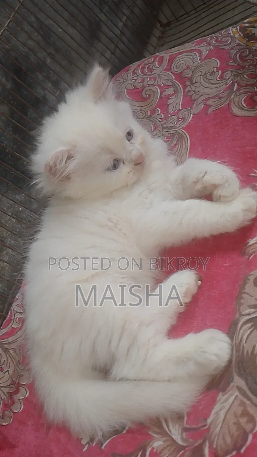 1-3 Months Female Purebred Persian Cat