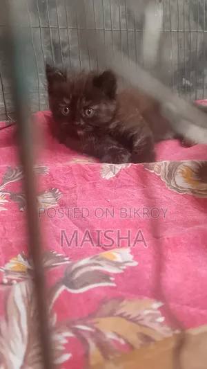 1-3 Months Female Purebred Persian Cat