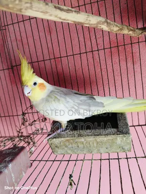 Cockatiel Bird