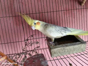 Cockatiel Bird