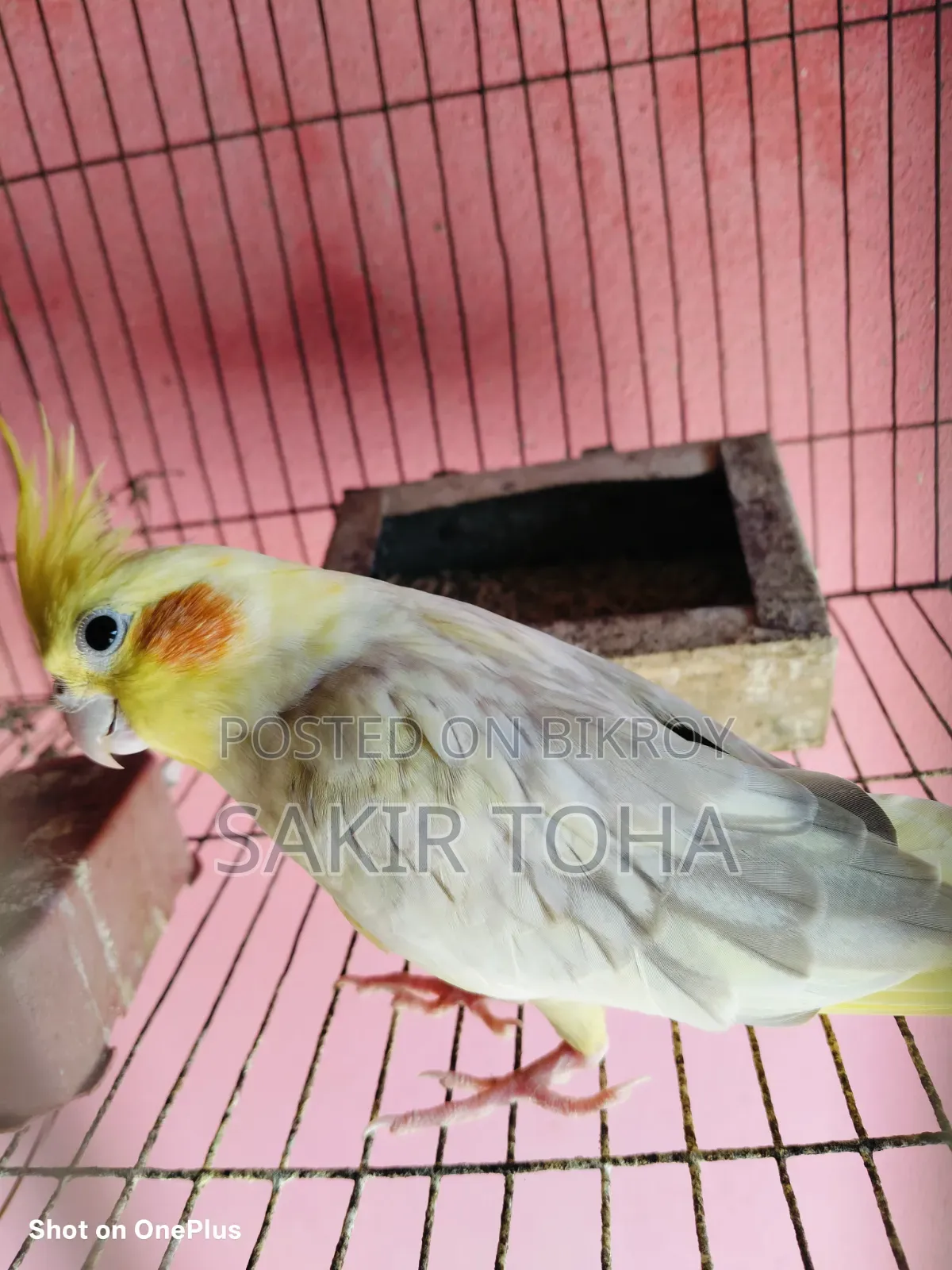 Cockatiel Bird