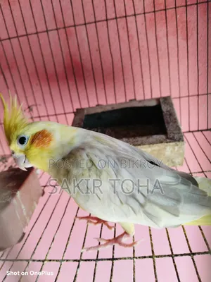 Cockatiel Bird