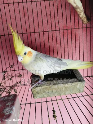 Cockatiel Bird