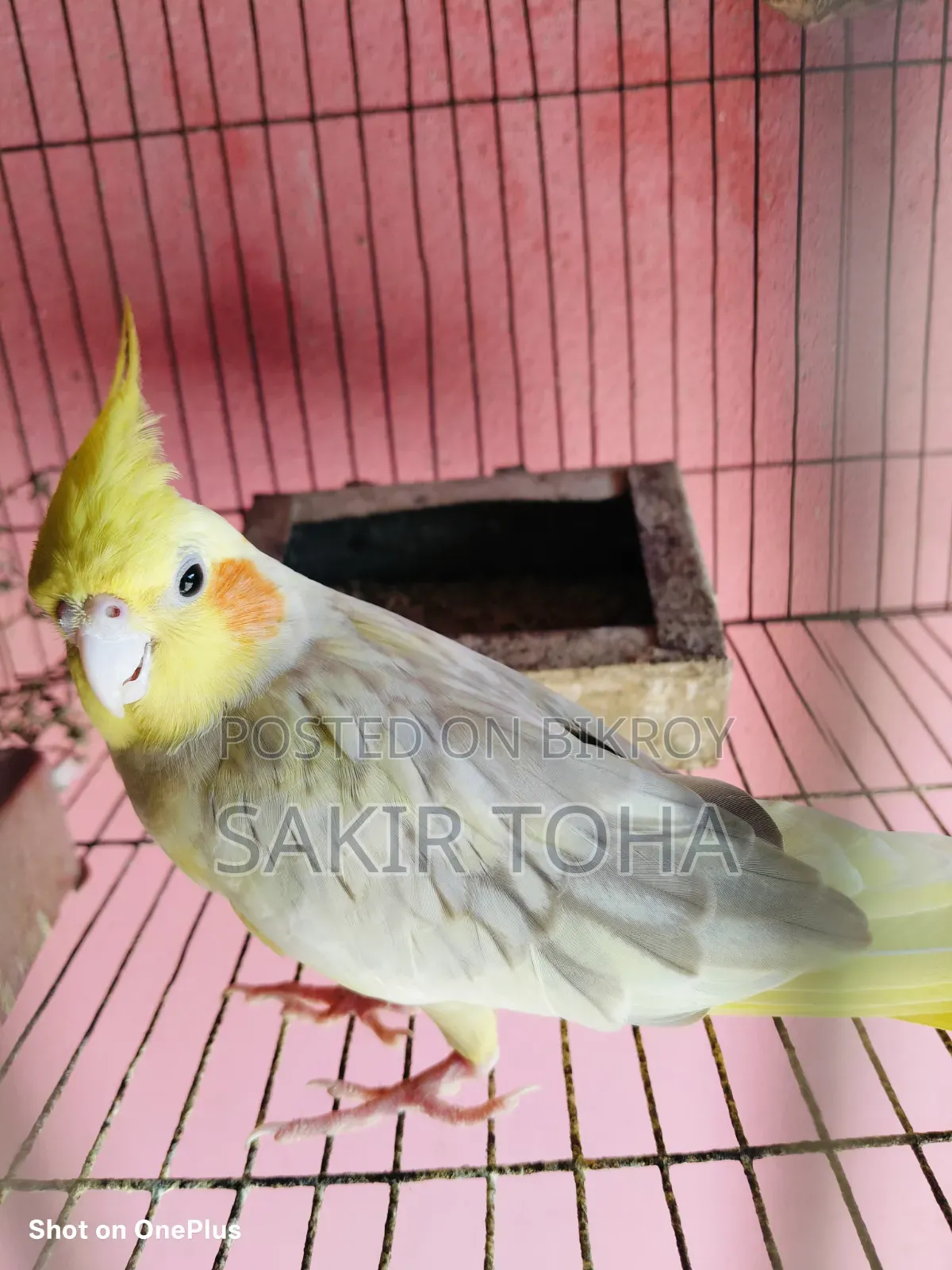 Cockatiel Bird