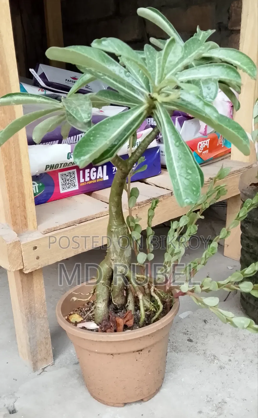 Adenium Flower Plant Home Delivery