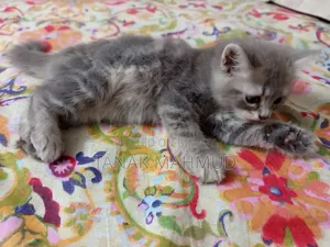 1-3 Months Male Purebred Persian Cat