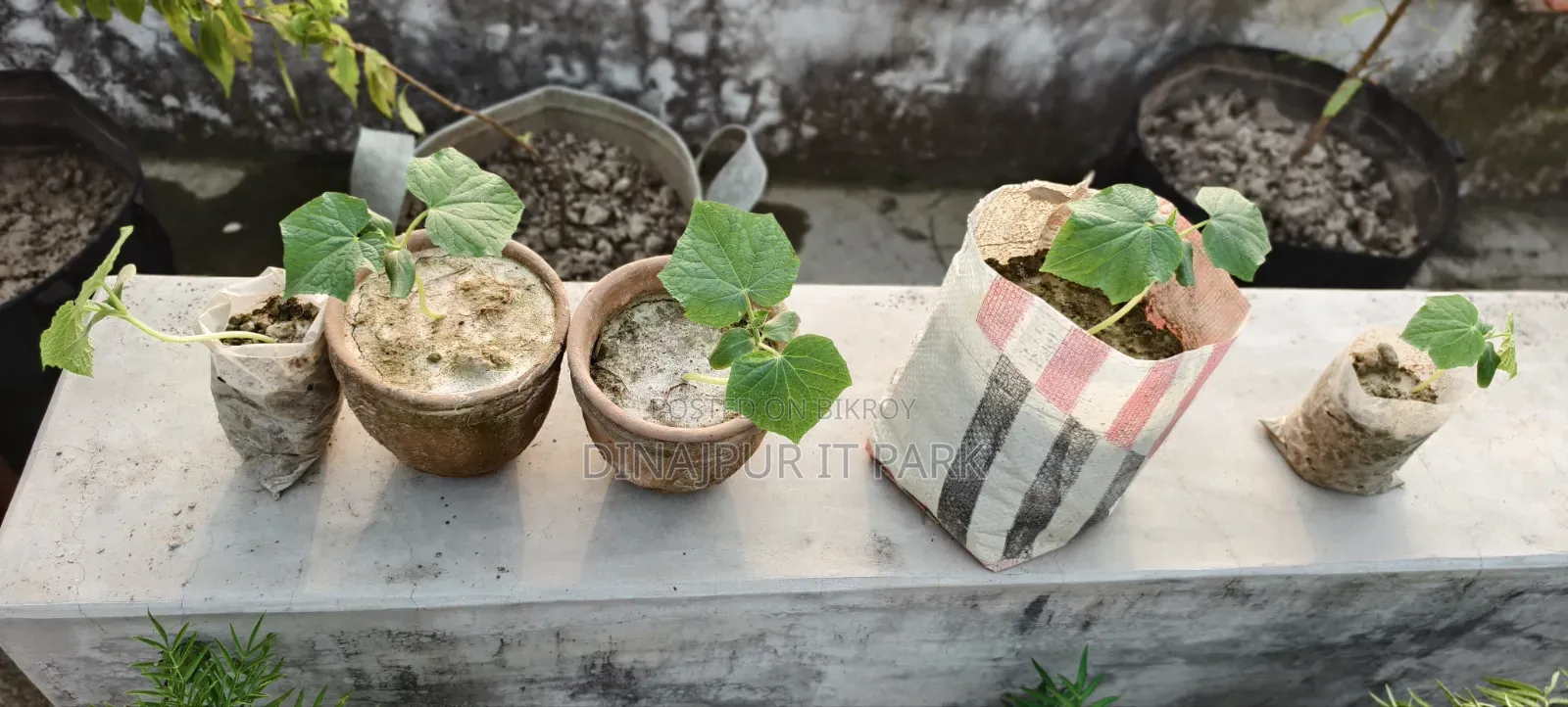 All-season Laltir Seed Cucumber Seedlings
