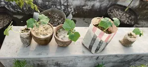 All-season Laltir Seed Cucumber Seedlings