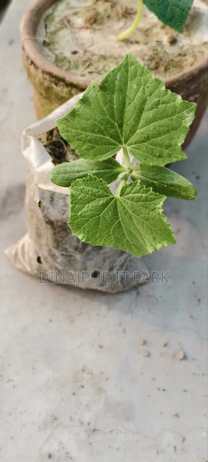 All-season Laltir Seed Cucumber Seedlings