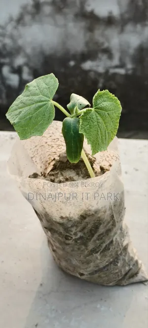 All-season Laltir Seed Cucumber Seedlings