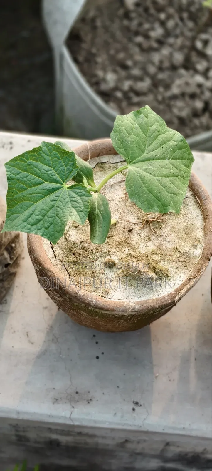 All-season Laltir Seed Cucumber Seedlings