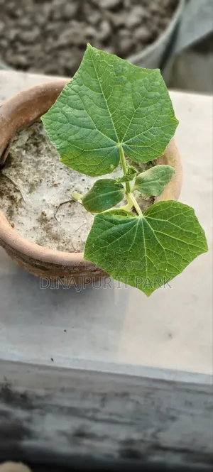 All-season Laltir Seed Cucumber Seedlings