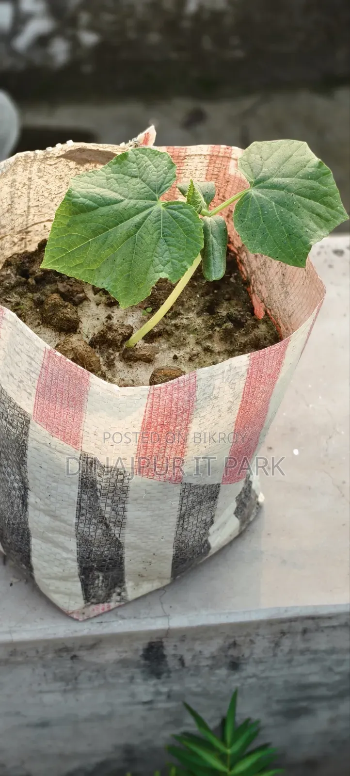 All-season Laltir Seed Cucumber Seedlings