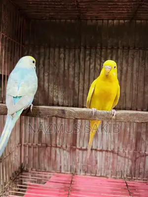 Budgies Bird